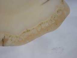 p4260249